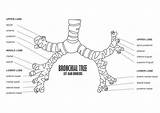 Tree Bronchial Vector Anatomy Illustrations Trachea Similar Clip sketch template