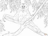 Gibbon Coloring Tree Pages Sits Apes Drawing Printable sketch template
