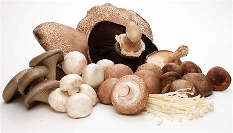eating mushrooms porridge may boost sex drive dynamite news