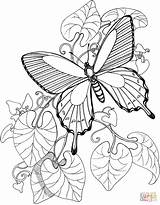 Ausmalbilder Schmetterling Ausmalbild Pages Schmetterlinge Supercoloring Malbilder sketch template