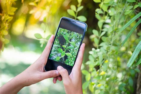 apps zum pflanzen erkennen pflanzen  smartphone bestimmen wintotalde