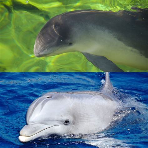 What S The Difference Between Dolphins And Porpoises