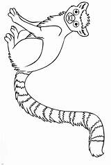 Tailed Lemur Designlooter sketch template