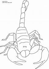 Scorpion Coloring Pages Printable Scorpions Kids Color Drawing Invertebrate Front Getdrawings Popular Print sketch template
