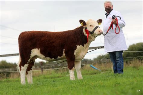 hereford champions   crowned  national show agrilandie
