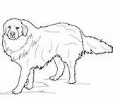 Pyrenees Coloring Great Pages Dog Dogs Mountain Bernese Printable Drawing Supercoloring Colouring Template Categories sketch template