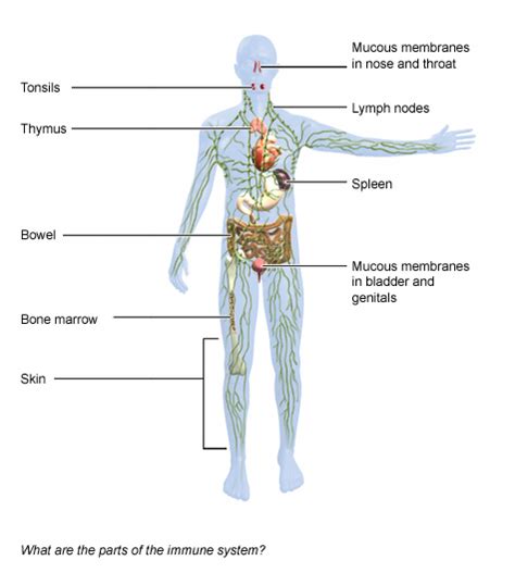 organs   immune system informedhealthorg