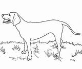 Coloring Dog Dane Great Ages Cartoon K5 Azcoloring Via sketch template