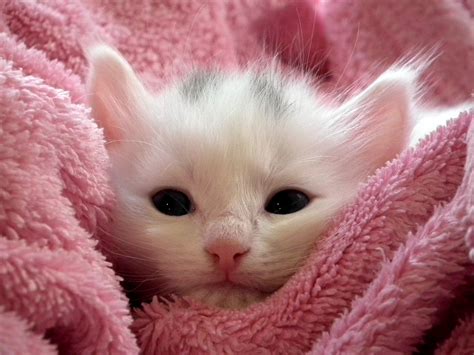 kitten cat fluffy  photo  pixabay pixabay