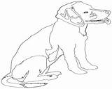 Coloring Pages Russell Terrier Jack Getdrawings Getcolorings sketch template