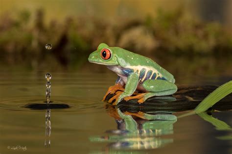 water reflection amphibian frog red eyed tree frog animal red