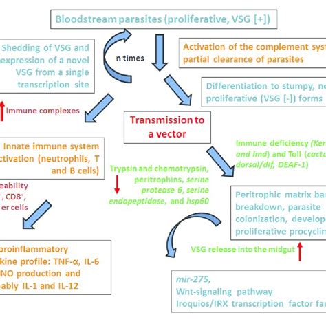 pdf an overview of trypanosoma brucei infections an intense host