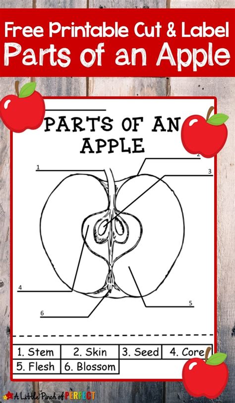 parts   apple  printable color  label worksheet
