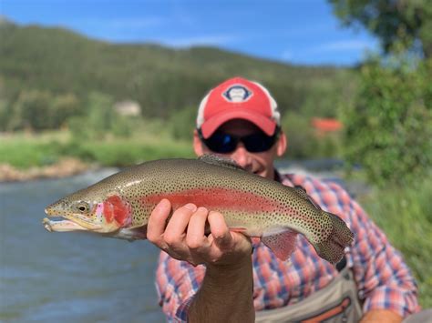 beautifulrainbowtroutcolorado  colorado trout hunters