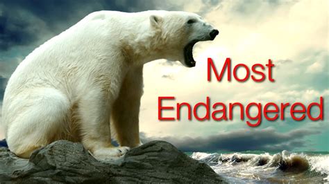 critically endangered animals doovi