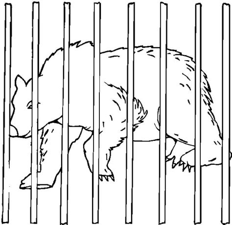 circus bear   cage coloring pages  place  color