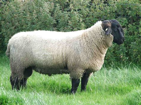 suffolk sheep  sale  uk   suffolk sheeps