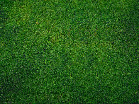 grass background powerpoint template gambaran