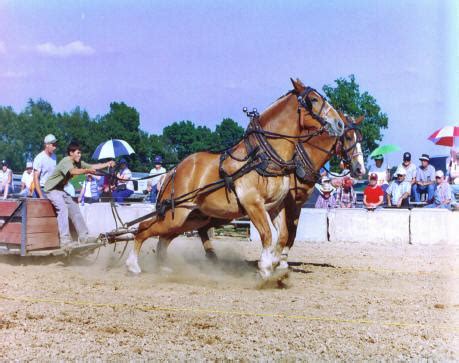 horse pulling stableexpress