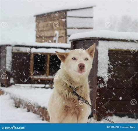 alaskan husky sled dog stock photo image  ready animal