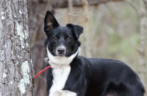 de zwart witte hond van het grenscollie aussie gemengde ras stock afbeelding image