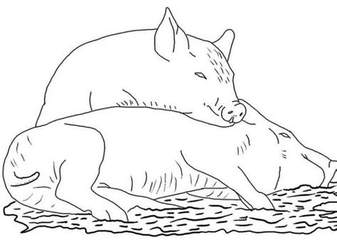 pigs adult coloring pages farm animal coloring pages animal coloring