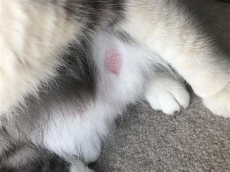 I Am Concerned About My Cat’s Nipple It Looks Very Red And Swollen And