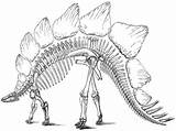 Dinosaur Coloring Pages Bone Skeleton Drawing Fossil Bones Color Printable Getdrawings Getcolorings Clip sketch template