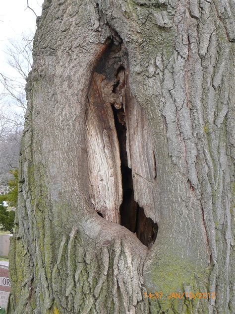 Tree Sex The Bodyproud Initiative