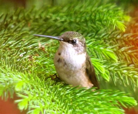ruby throated hummingbird focusing  wildlife