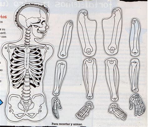 maestra de primaria el cuerpo humano esqueletos  montar
