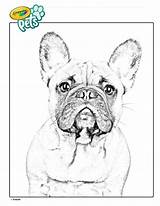 Bulldog French Coloring Pages Dog Color Easy Fridge Hang Real sketch template