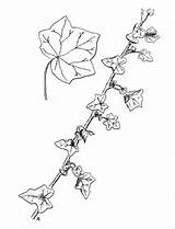 Ivy Drawing Poison Plant αναζήτηση Google Drawings Tatt Oak Getdrawings Paintingvalley sketch template
