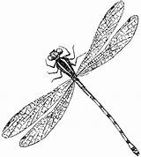 Dragonfly Drawing Outline Draw Simple Getdrawings sketch template