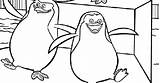 Madagascar Colorear Pinguinos Dibujos Penguins Coloring Color sketch template