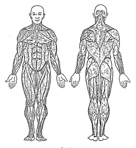 anatomical drawing  human body figure drawing proportion