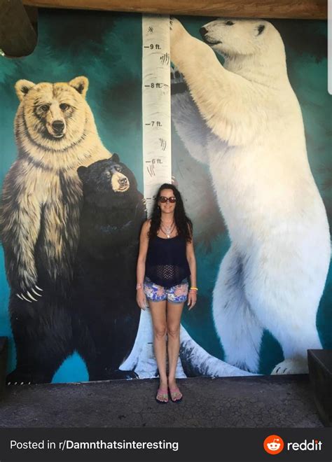 bear compared  average person rhumanforscale