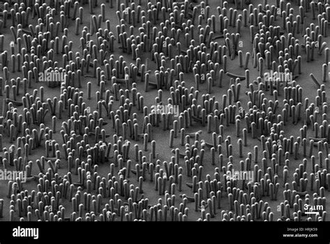 nanowire battery black  white stock  images alamy