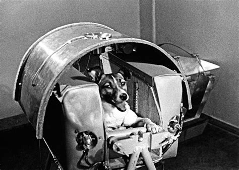 remembering laika space dog  soviet hero   yorker