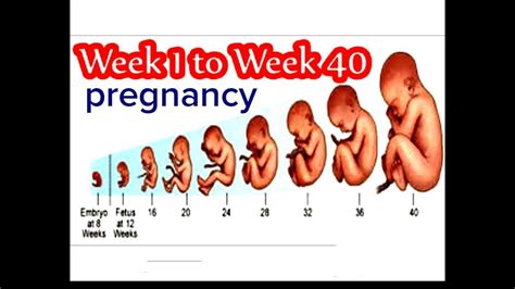pregnancy week  week  week   weeks baby growth  mother womb month  month youtube