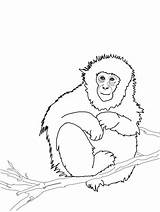 Coloring Gibbon Monkey sketch template