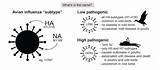 Influenza Avian Poultry Subtypes Outbreaks Flu Should Viruses Worried Victoria Deaths Theconversation Classified Pathogenicity Wille Michelle Infected sketch template