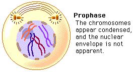 mitosis prophase
