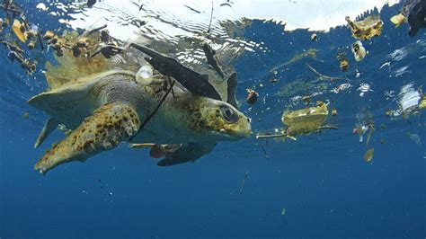 bedroht plastik die biodiversitaet