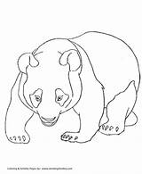 Panda Coloring Pages Bear Animals Wild Bears Walking Animal sketch template