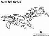 Turtle Sea Coloring Pages Printable Monterey Bay Color Florida Everglades Painting Drawings Montereybayaquarium Turtles Fashioneal Ru sketch template