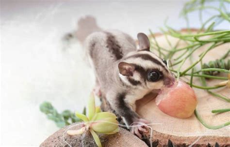 sugar gliders eat  complete guide  pet savvy