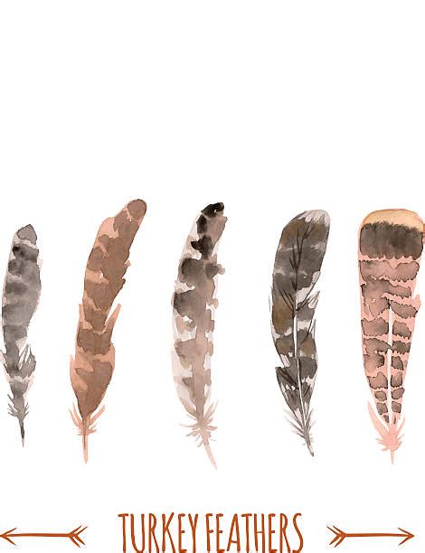 free clipart turkey feather svg feather vectors photos and psd files