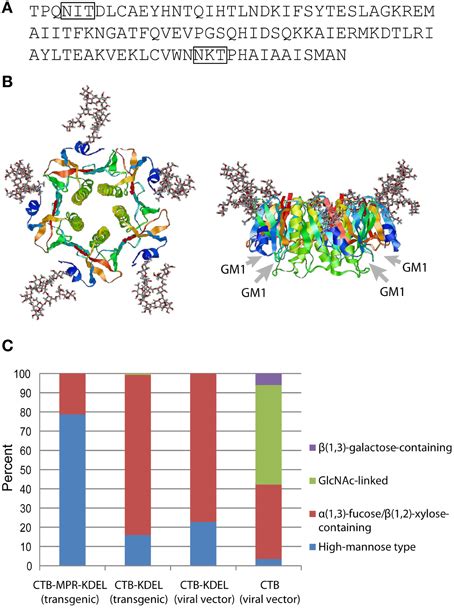 Frontiers N Glycosylation Of Cholera Toxin B Subunit Serendipity For