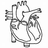 Heart Coloring Diagram Real Drawing Clipart sketch template